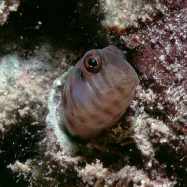 Omobranchus loxozonus